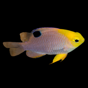 Sunface Damsel Chrysiptera Talboti