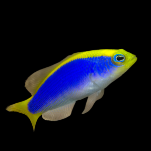 Sunrise Pygmy Basslet Pseudochromis Flavivertex