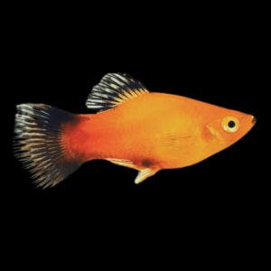 Gold Wag Platy Xiphophorus Maculatus 3cm