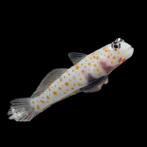 Sunspot Goby Amblyeleotris Guttata