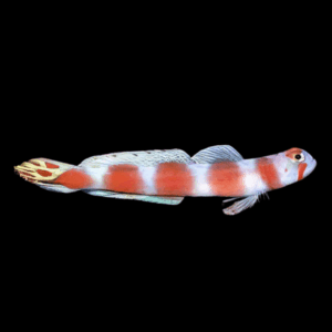 Suntail Goby Amblyeleotris Aurora