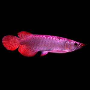 Super Blood Red Arowana Scleropages Formosus 20cm