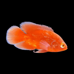 Super Chilli Red Oscar High Grade Astronotus Ocellatus 12cm