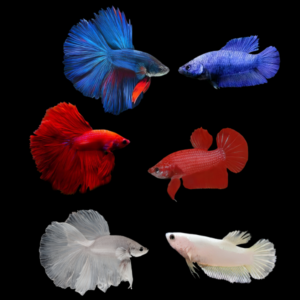 Super Delta Betta Assorted Pair's Male & Female 3cm