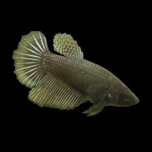 Super Delta Betta Female Black 3cm