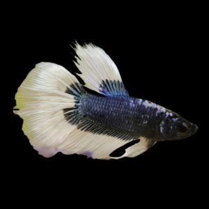 Super Delta Betta Female Black Base 3cm