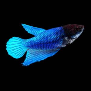 Super Delta Betta Female Blue Base 3cm