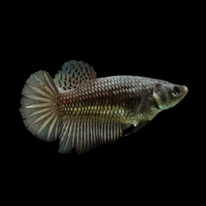 Super Delta Betta Female Copper 3cm