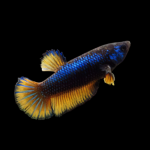 Super Delta Betta Female Mustard Gas 3cm