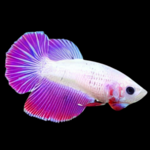 Super Delta Betta Female Pink Base 3cm