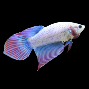 Super Delta Betta Female Purple Base 3cm