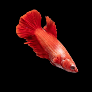 Super Delta Betta Female Red 3cm
