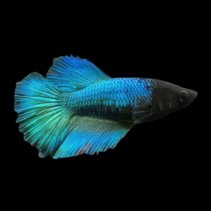 Super Delta Betta Female Turquoise 3cm