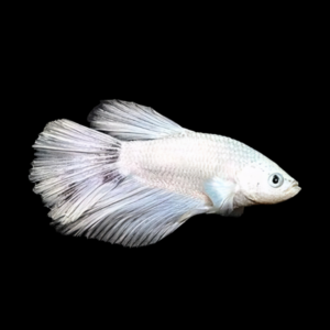 Super Delta Betta Female White Base 3cm