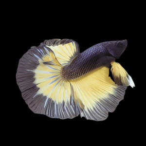 Super Delta Betta Male Black Base 3cm