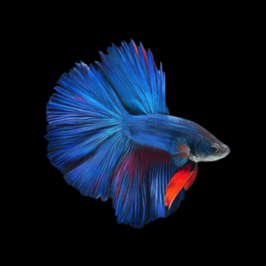 Super Delta Betta Male Blue 3cm
