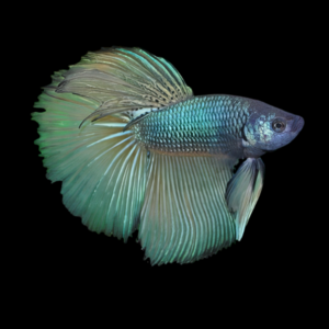 Super Delta Betta Male Green Base 3cm