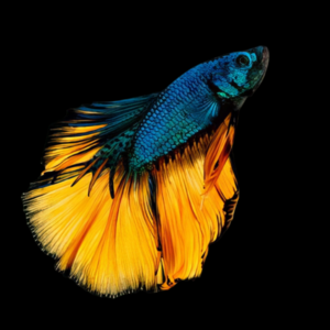 Super Delta Betta Male Mustard Gas 3cm