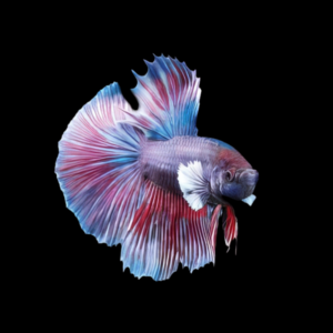 Super Delta Betta Male Purple Base 3cm