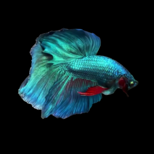 Super Delta Betta Male Turquoise 3cm