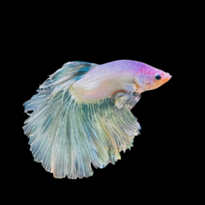 Super Delta Betta Male White Base 3cm