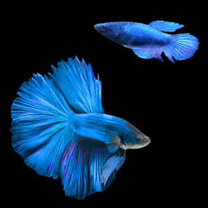 Super Delta Betta Pair Male & Female Blue 3cm