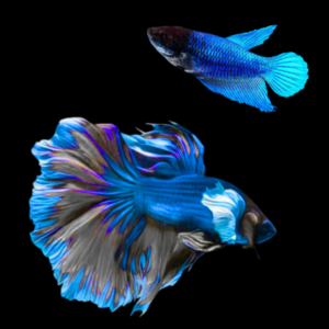 Super Delta Betta Pair Male & Female Blue Base 3cm
