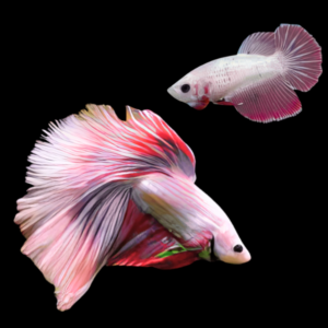Super Delta Betta Pair Male & Female Pink Base 3cm