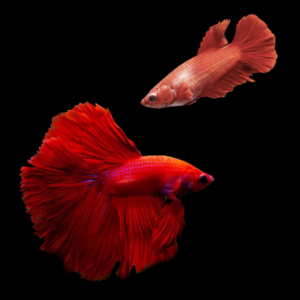 Super Delta Betta Pair Male & Female Red 3cm