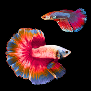 Super Delta Betta Pair Male & Female Red Base 3cm