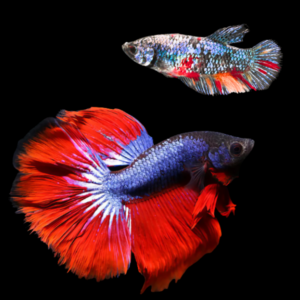 Super Delta Betta Pair Male & Female Tri Colour 3cm
