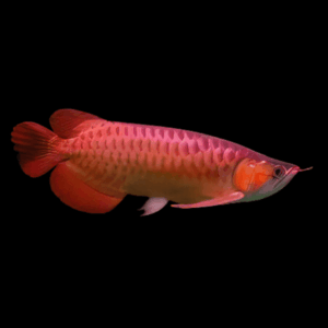 Super Fire Chilli Arowana Scleropages Formosus 20cm