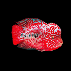 Flowerhorn Cichlid Super King Kamfa Grade AA 20cm Show Adult Male