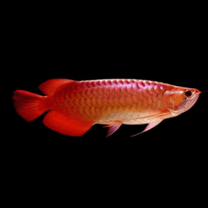 Super Red 24K Red Arowana Scleropages Formosus 20cm