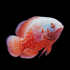 Super Red Albino Tiger Oscar High Grade Astronotus Ocellatus 12cm
