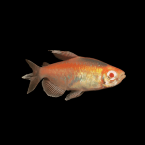 Super Red Congo Tetra Alestes Brichardi 2cm