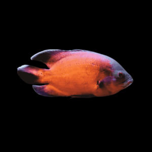 Super Red Oscar Astronotus Ocellatus