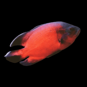 Super Red Oscar High Grade Astronotus Ocellatus 12cm