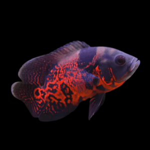 Super Red Tiger Oscar High Grade Astronotus Ocellatus 12cm