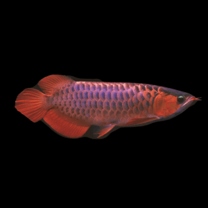 Super Red Violet Fusion Arowana Scleropages Formosus 20cm