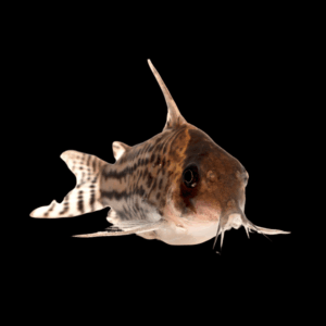 Super Schwartzi Corydoras Schwartzi 4cm Catfish.