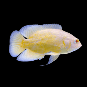 Super Yellow Oscar High Grade Astronotus Ocellatus 12cm