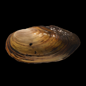 Swan Mussel Anodonta Cygnea 5cm