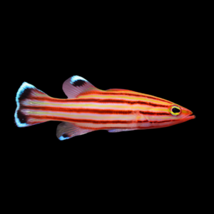 Swiss Guard Basslet Liopropoma Rubre