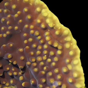 Table Hard Coral Turbinaria Sp