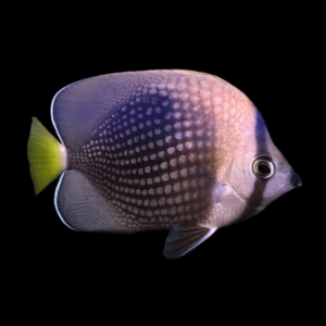 Tahitian Butterfly Fish Chaetodon Trichrous