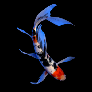 Taisho Sanke Butterfly Grade A Koi Carp Cyprinus Carpio