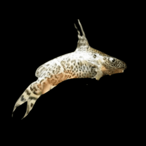 Tana Squeaker Catfish Synodontis Serpentis 3cm