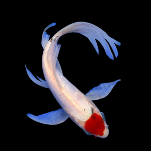 Tancho Butterfly Grade A Koi Carp Cyprinus Carpio