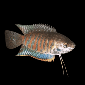 Banded Thick Lip Gourami Trichogaster Labiosa 5cm